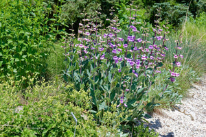 Large Flowered Beardtongue Seeds
