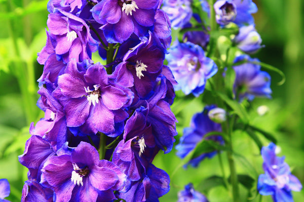 Blue Spire Larkspur Seeds