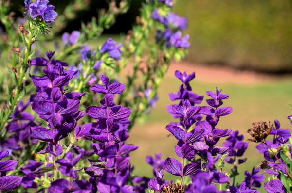 Blue Monday Clary Sage Seeds