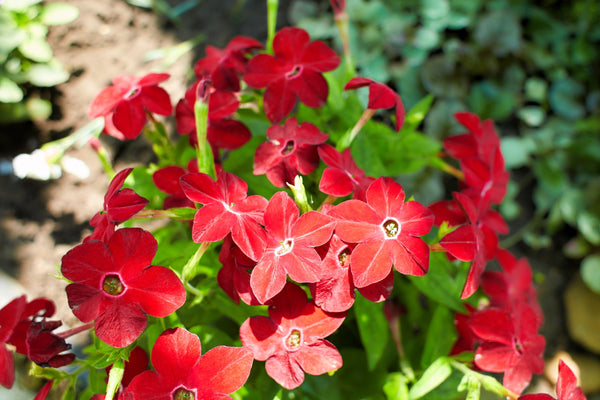 Nicotiana Crimson King Seeds