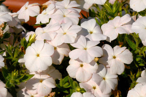 Phlox of Sheep (Pastel Mix Phlox) Seeds