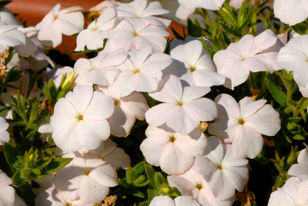 Phlox of Sheep (Pastel Mix Phlox) Seeds