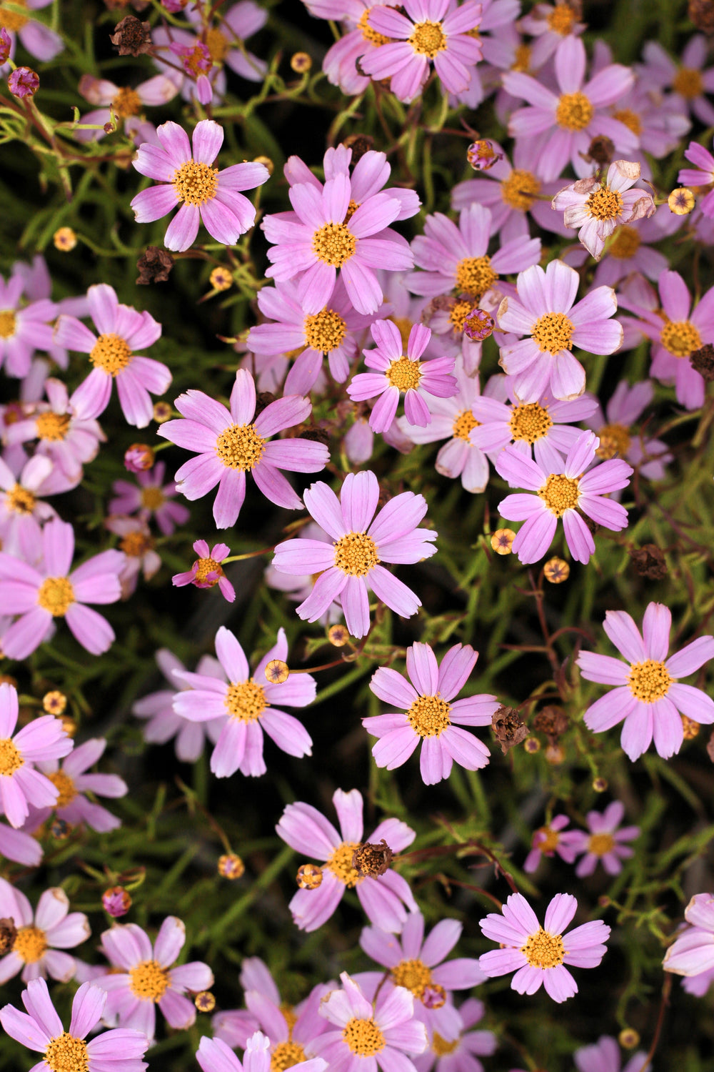 American Dream Coreopsis Seeds