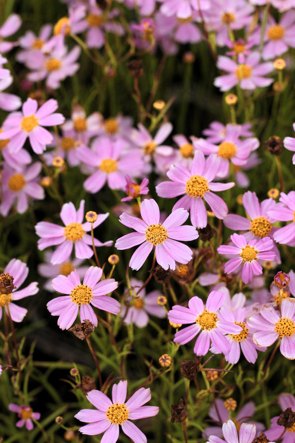 American Dream Coreopsis Seeds