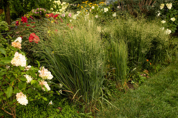 Switch Grass Seeds