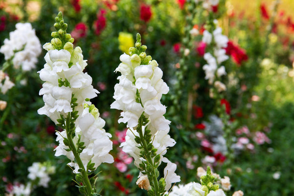 ’Snowflake’ Snapdragon Seeds