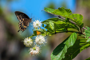 Buttonbush Shrub Seeds