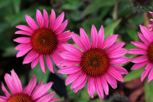 Bright Star Coneflower Seeds