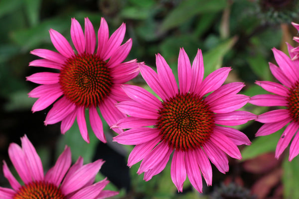Bright Star Coneflower Seeds