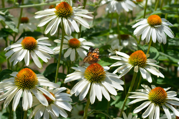 White Coneflower Seeds