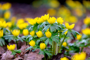 Winter Aconite Seeds