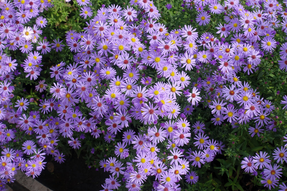 Rice Button Aster Seeds