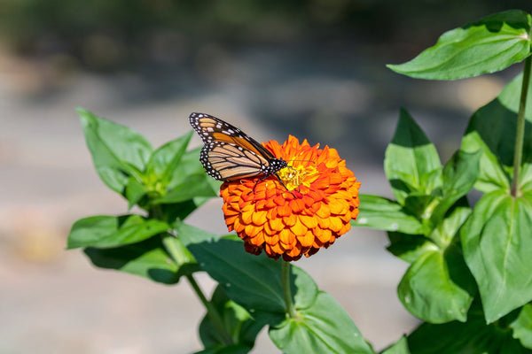 Orange King Zinnia Seeds