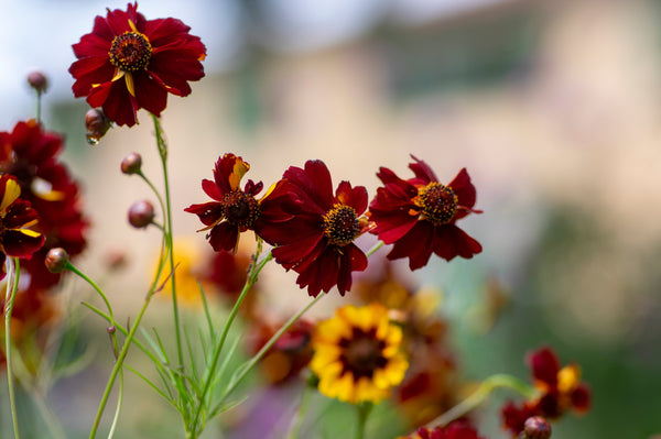 Mahogany Midget Coreopsis Seeds