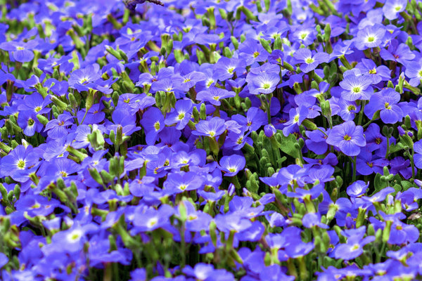 Creeping Blue Speedwell Seeds