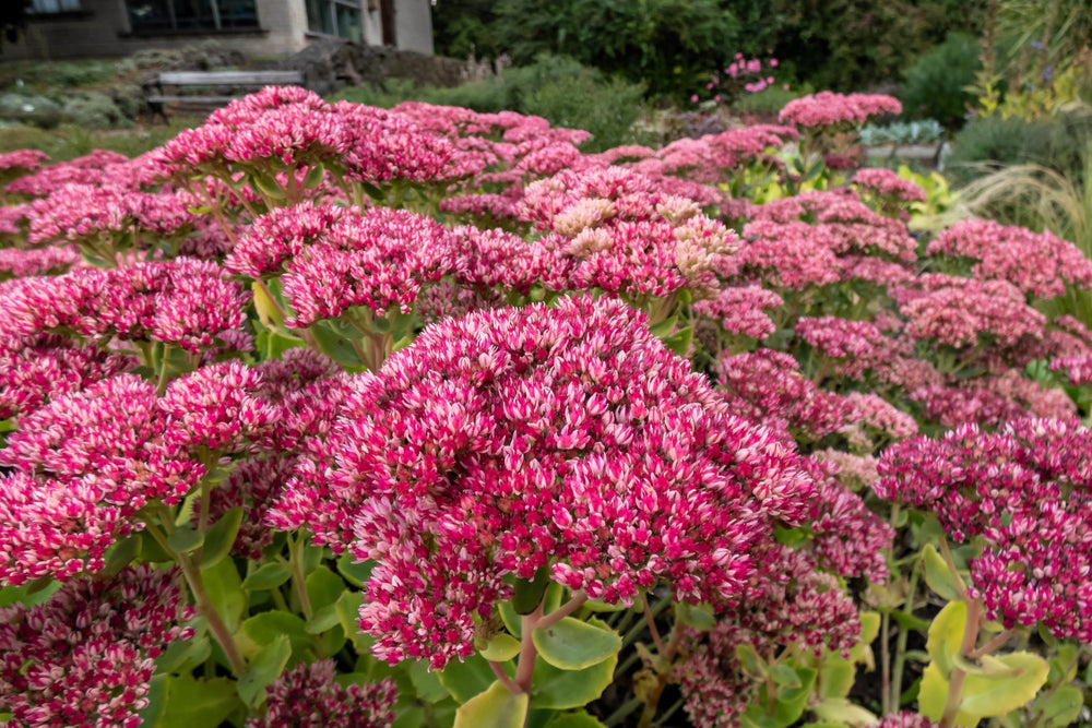 Emperor's Wave Sedum Seeds