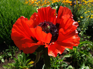 Oriental Poppy Beauty of Livermere Seeds