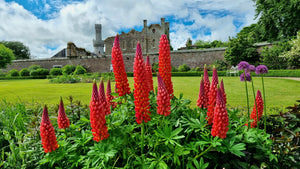Red Lupine 'My Castle' Seeds