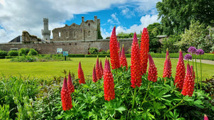Red Lupine 'My Castle' Seeds
