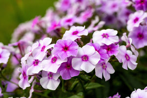 Meadow Phlox Seeds