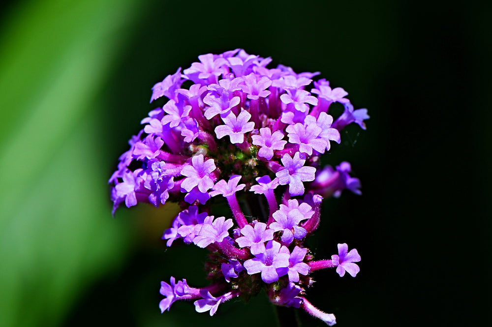 Common Vervain Seeds