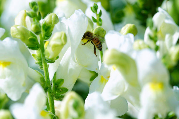 ’Snowflake’ Snapdragon Seeds