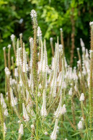 Culver's Root Seeds