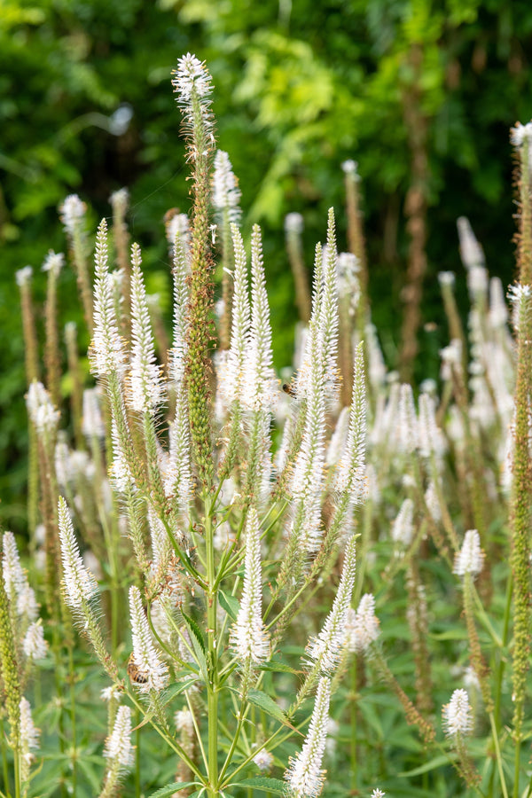 Culver's Root Seeds