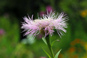 25 Basket Flower Seeds (Centaurea Americana)