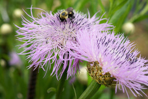 25 Basket Flower Seeds (Centaurea Americana)