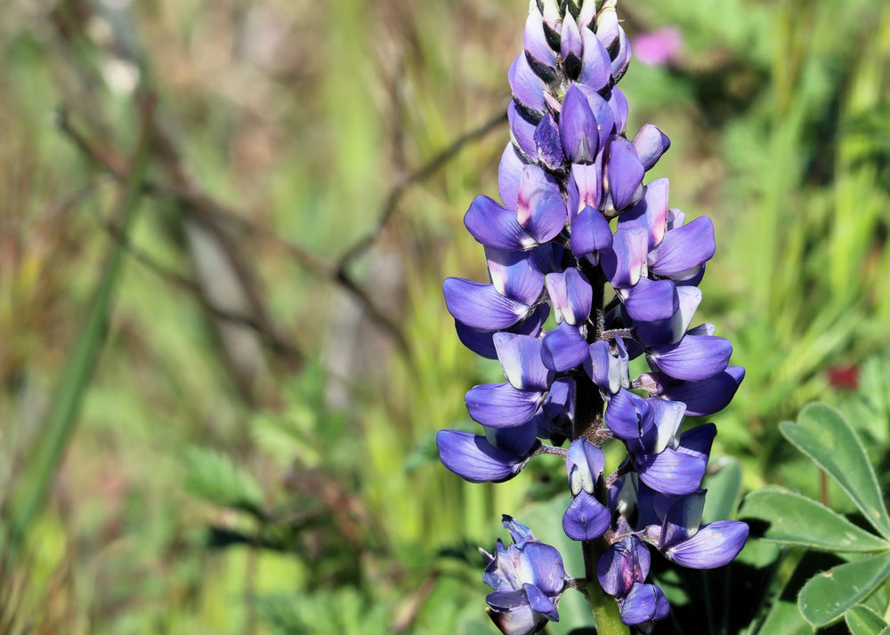 Arroyo Lupine Seeds