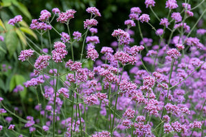 Buenos Aires Verbena Seeds