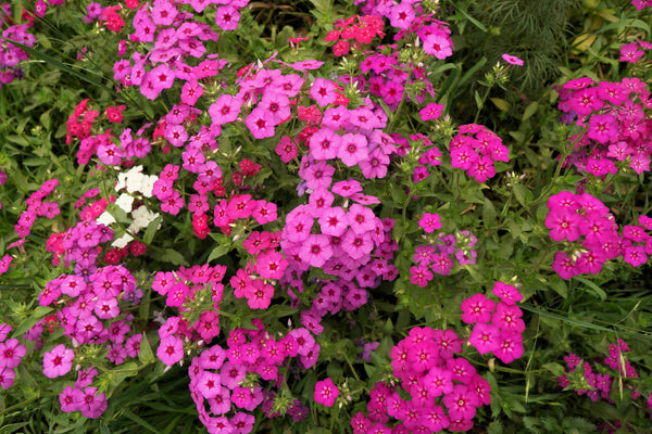 Brilliant Phlox Seeds