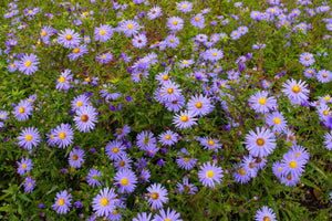 Rice Button Aster Seeds