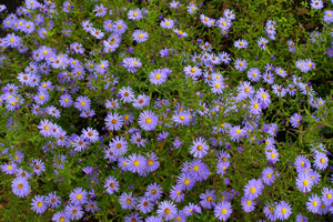 Rice Button Aster Seeds