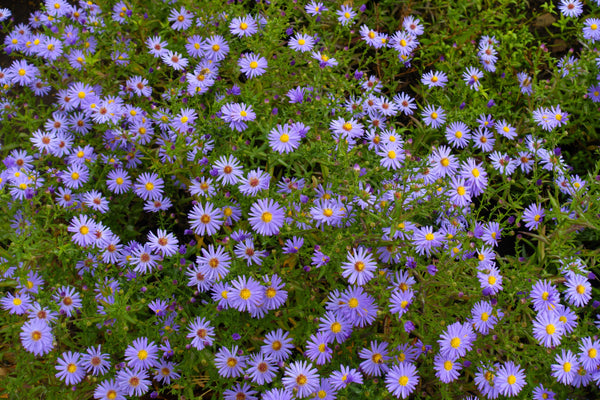 Rice Button Aster Seeds