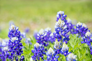 Texas Bluebonnet Lupine Seeds