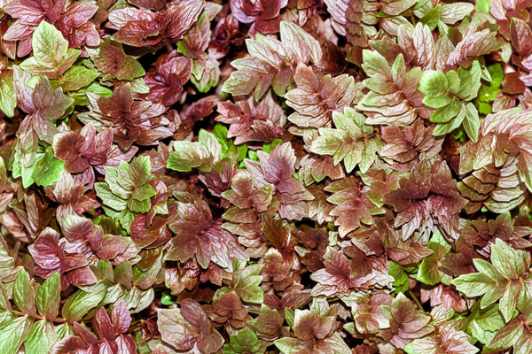 Valerian Seeds