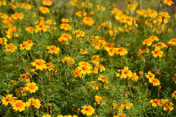 Mexican Marigold Seeds