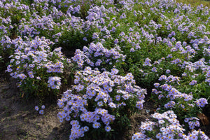 Rice Button Aster Seeds
