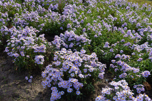 Rice Button Aster Seeds