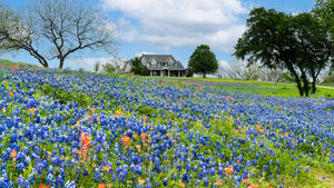 Texas Bluebonnet Lupine Seeds