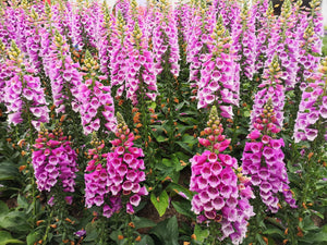 Pink Foxglove Seeds