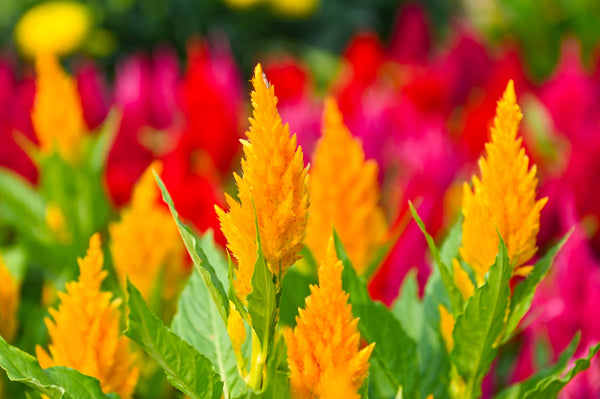 Celosia Pampas Plumes - Mix Seeds