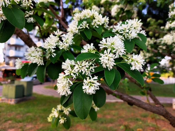 Heptacodium Seeds