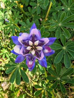 Arroyo Lupine Seeds