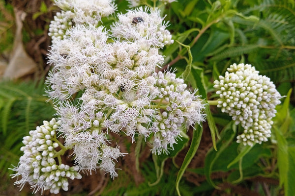 Tall White Boneset Seeds