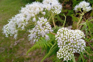 Tall White Boneset Seeds