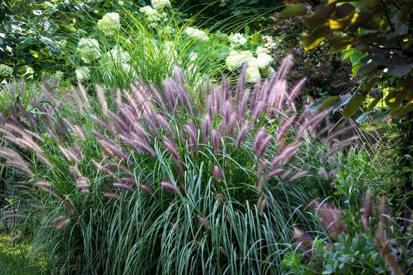 Chinese Fountain Grass Seeds