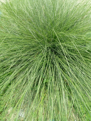 Prairie Dropseed Grass Seeds